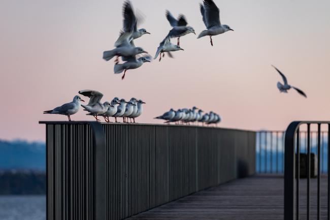 1996� 2026 - Consolidation et diversification